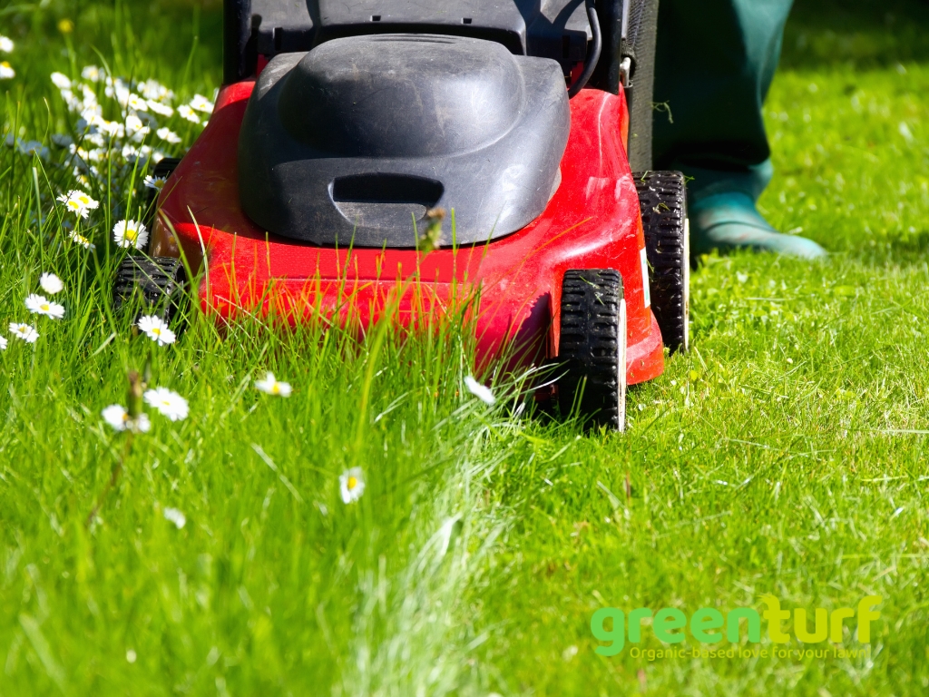 Common Lawn Care Errors to Avoid